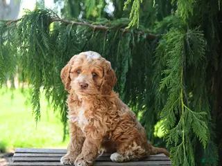 Cockapoo dogs for sale: Candy - Ad 2
