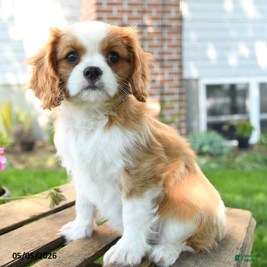 Cavalier King Charles Spaniel dogs Lacey - Ad 2