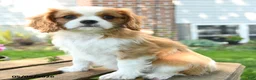 Cavalier King Charles Spaniel dogs for sale: Lacey - Ad 2