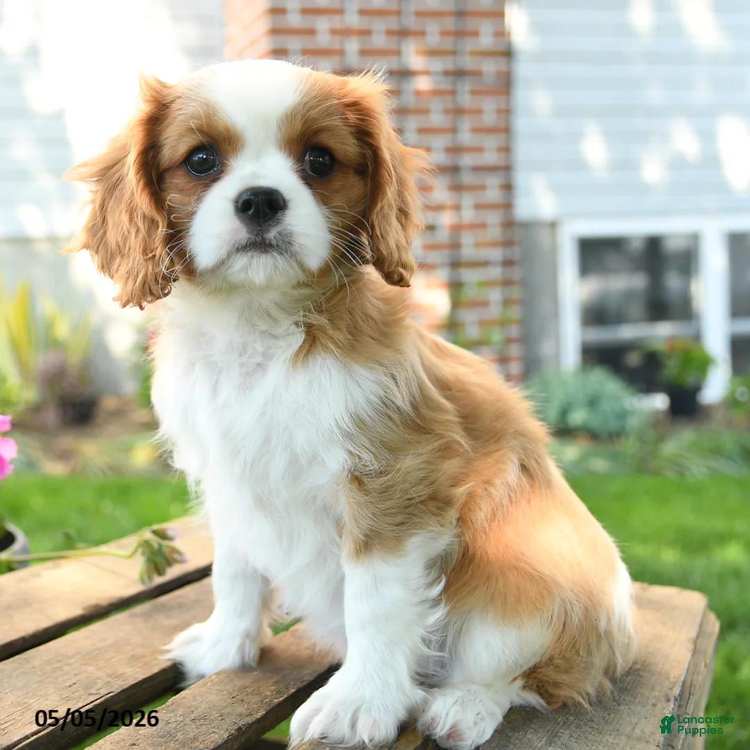 Cavalier King Charles Spaniel dogs for sale: Lacey - Ad 2