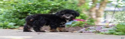 Cavapoo dogs for sale: Lil Bear - Ad 3