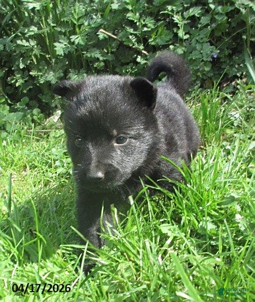 German Shepherd dogs Chief - Ad 1