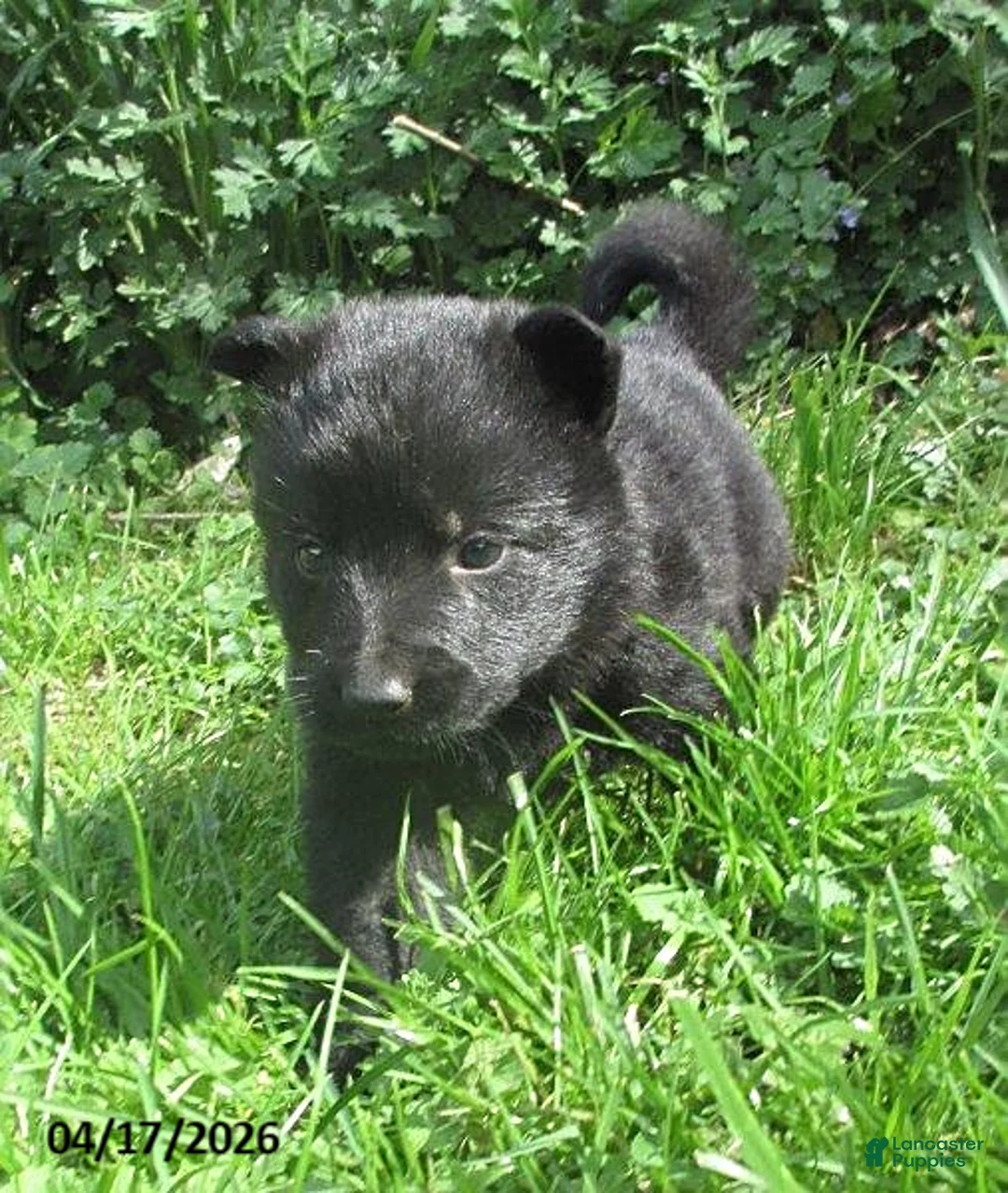 German Shepherd dogs for sale: Chief - Ad 1