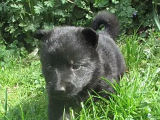 German Shepherd dogs for sale: Chief - Ad 1