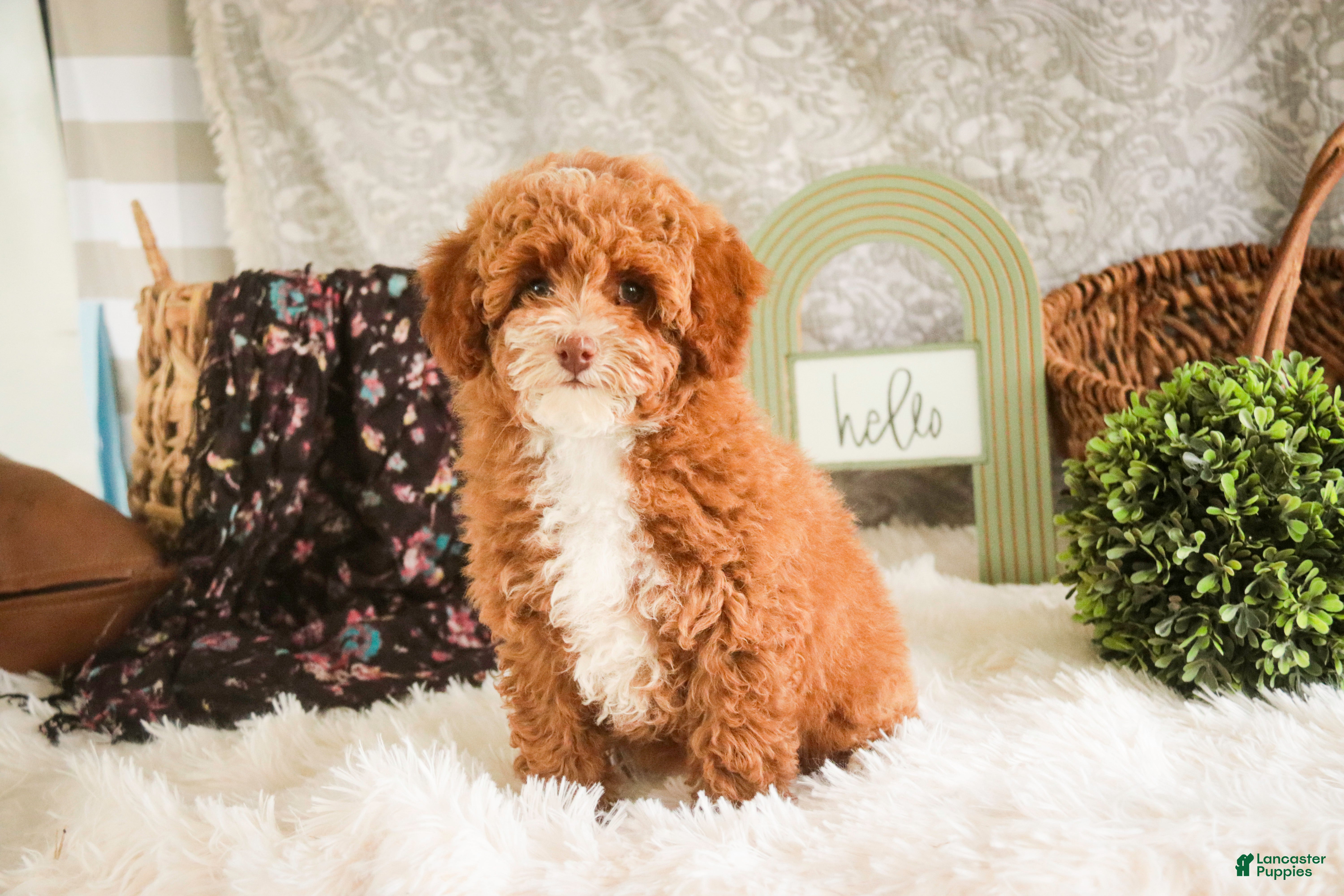 Miniature Poodle dogs Elenor - Ad 1