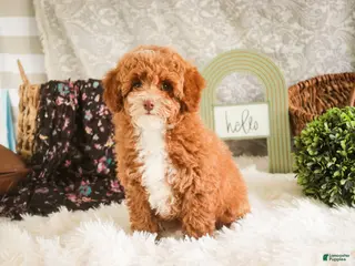 Miniature Poodle dogs for sale: Elenor - Ad 1