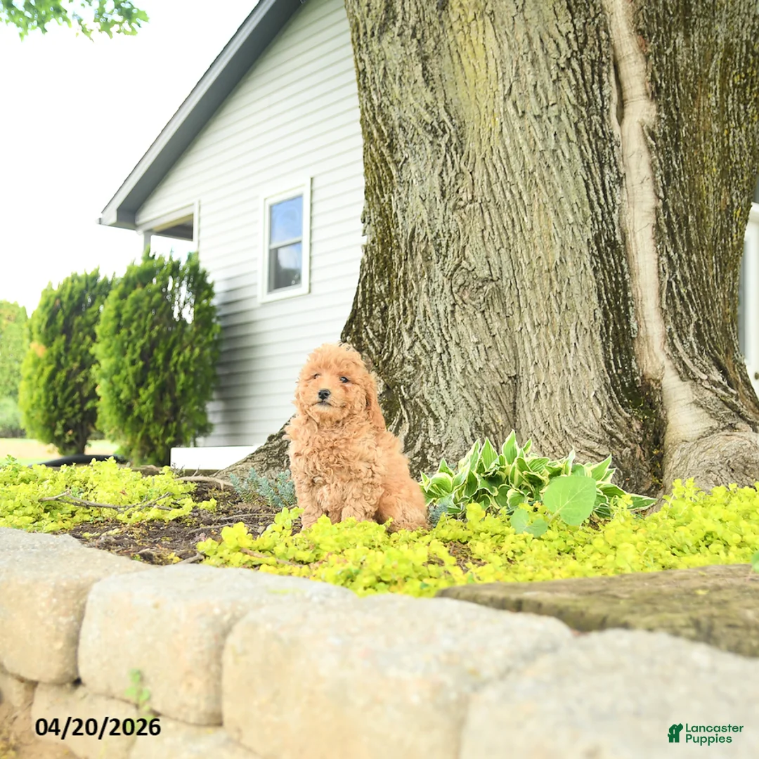 Goldendoodle dogs for sale: Romeo - Ad 5