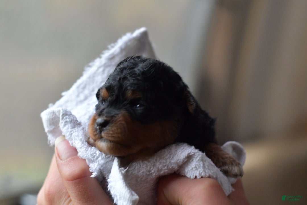 Mini Aussiedoodle dogs for sale: Bear - Ad 4