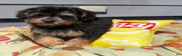 Pomapoo dogs for sale: Alvin - Ad 3