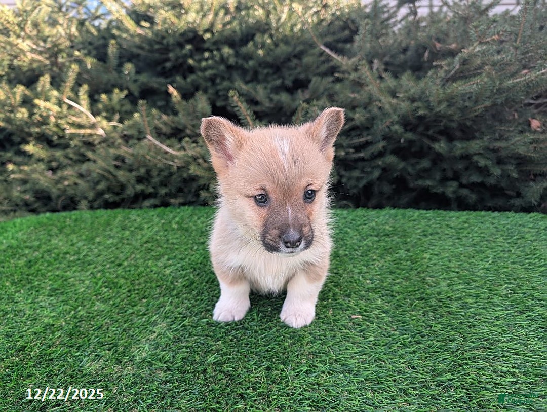 Welsh Corgi Pembroke dogs for sale: Kipper - Ad 2