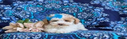Toy Poodle dogs for sale: Sherry 7 lbs Full Grown - Ad 5