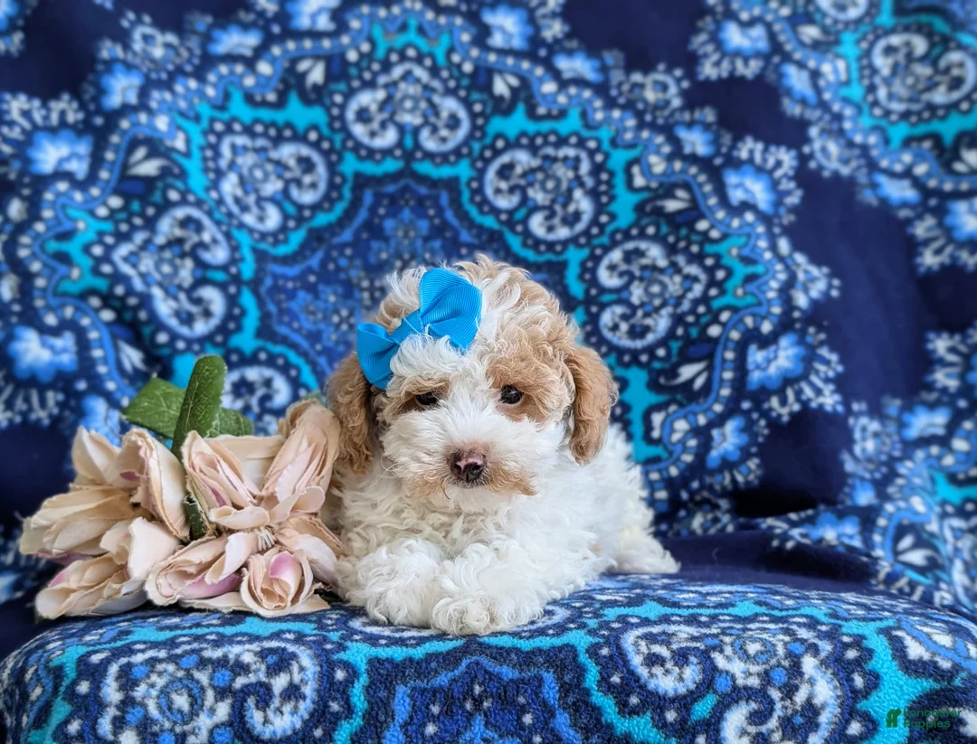 Toy Poodle dogs for sale: Sherry 7 lbs Full Grown - Ad 5