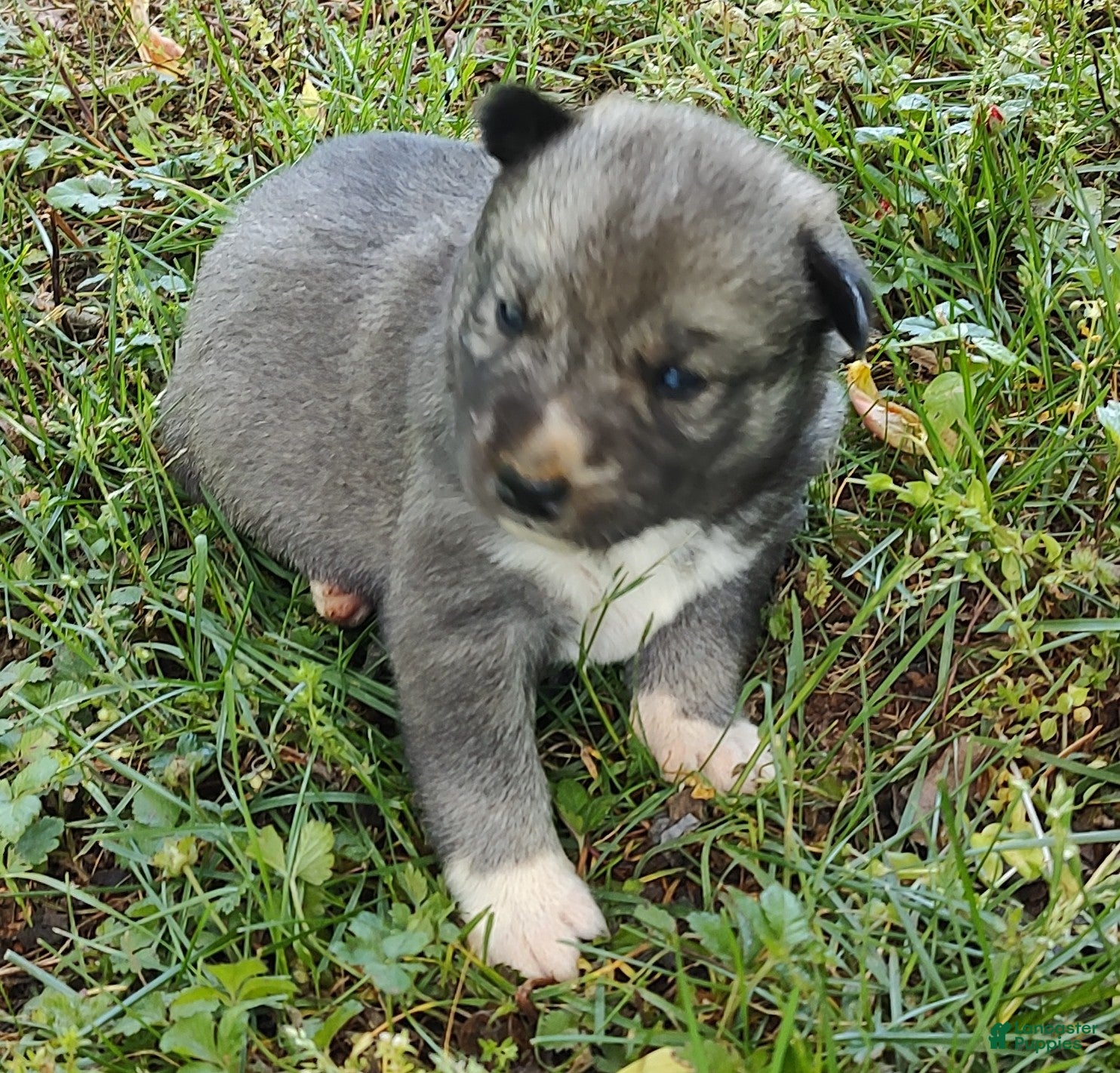 Siberian Husky dogs Siberian Husky Puppy 2 - Ad 36