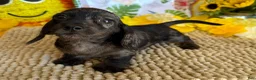 Miniature Dachshund dogs for sale: Dapple wire Girl - Ad 3