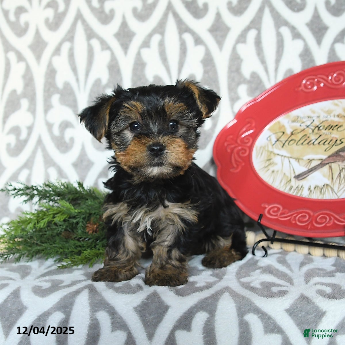 Yorkiepoo dogs Dwilyn - Ad 1