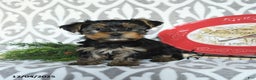 Yorkiepoo dogs for sale: Dwilyn - Ad 1