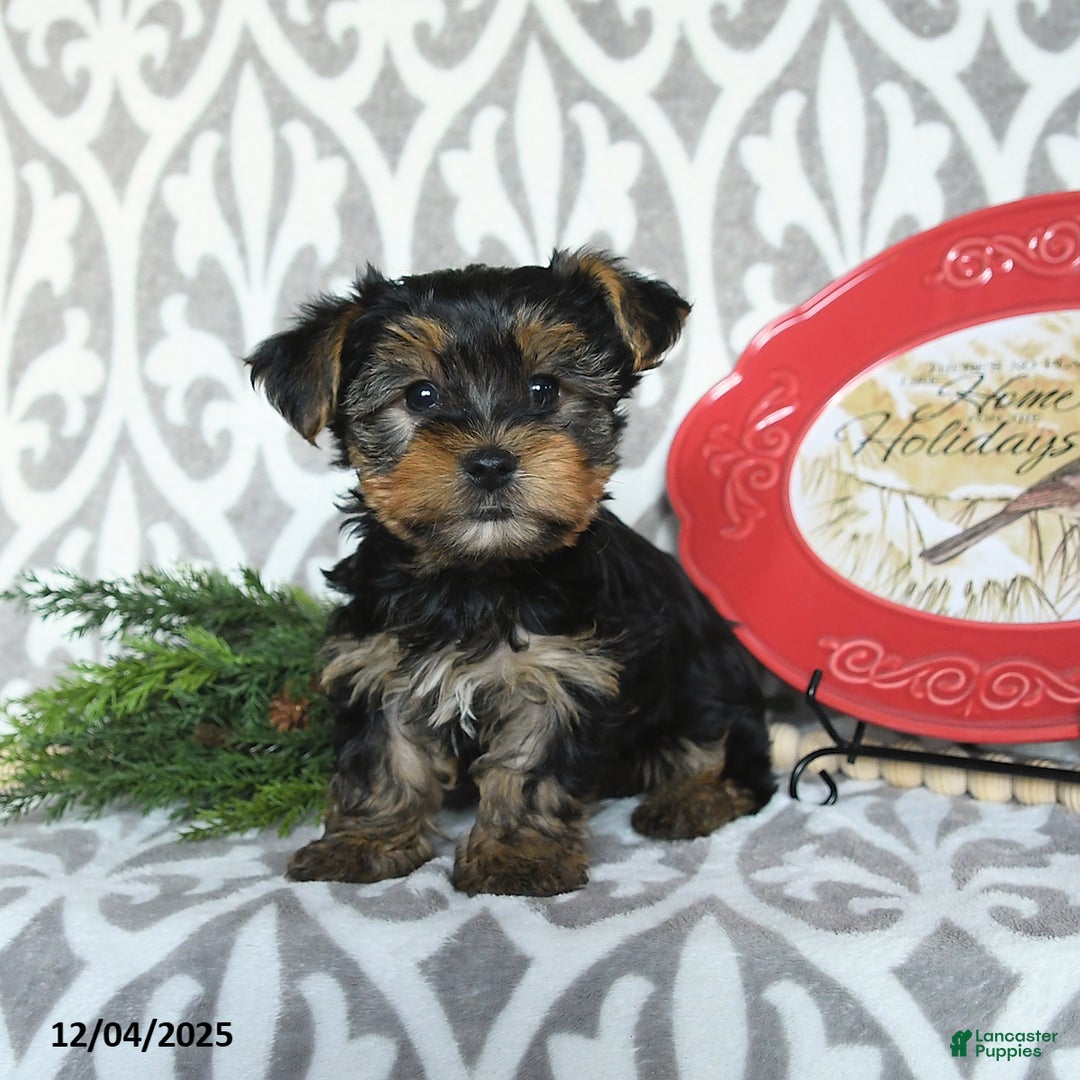 Yorkiepoo dogs for sale: Dwilyn - Ad 1