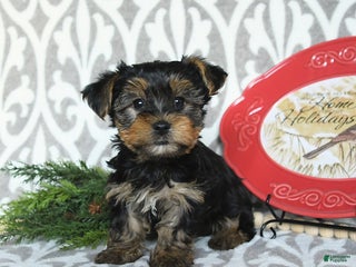 Yorkiepoo dogs Dwilyn - Ad 41
