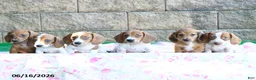 Miniature Dachshund dogs for sale: Woody - Ad 3