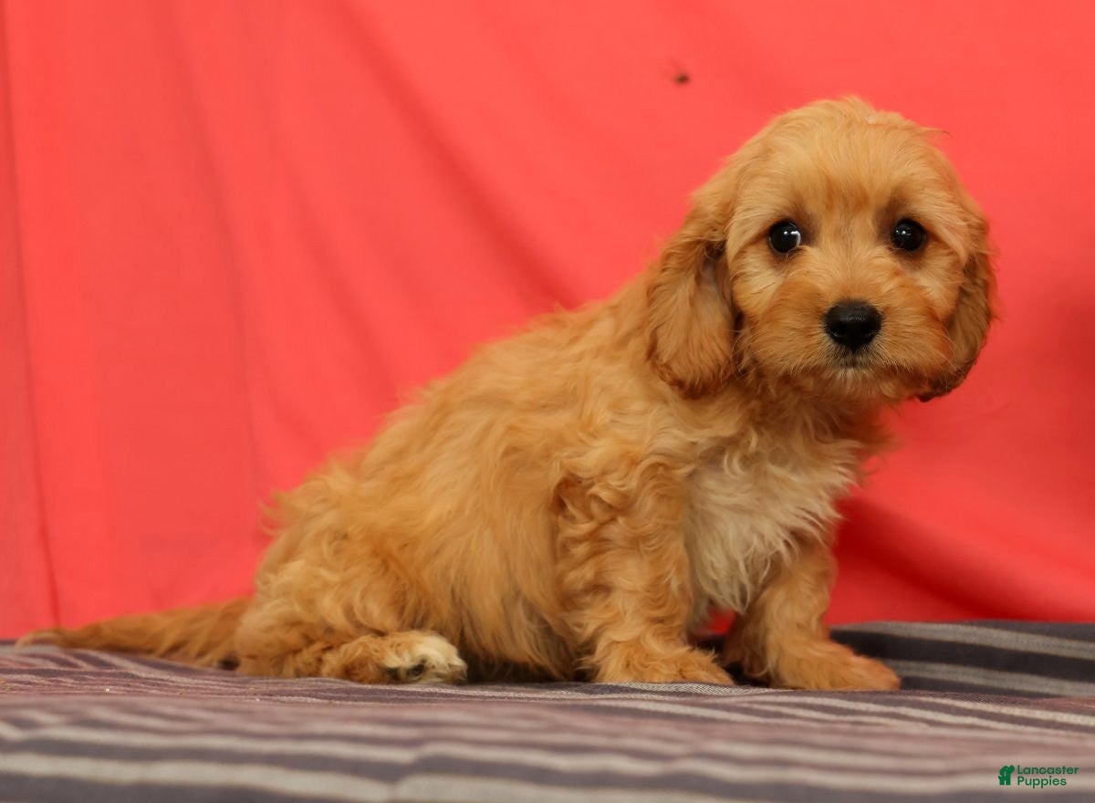 Cavapoo dogs Vinnie - Ad 2