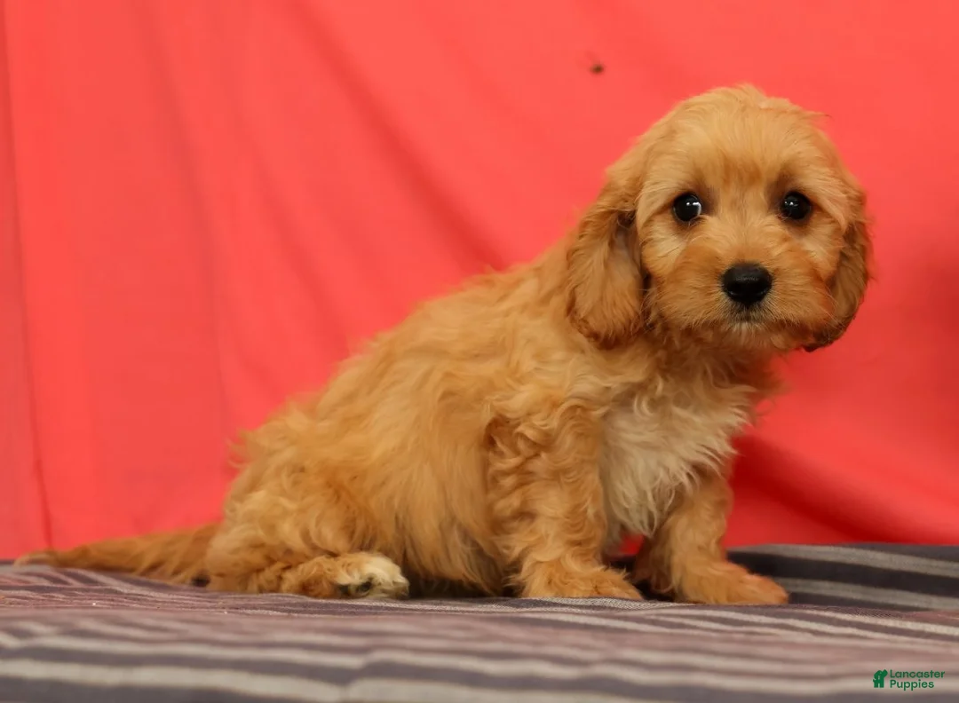 Cavapoo dogs for sale: Vinnie - Ad 2