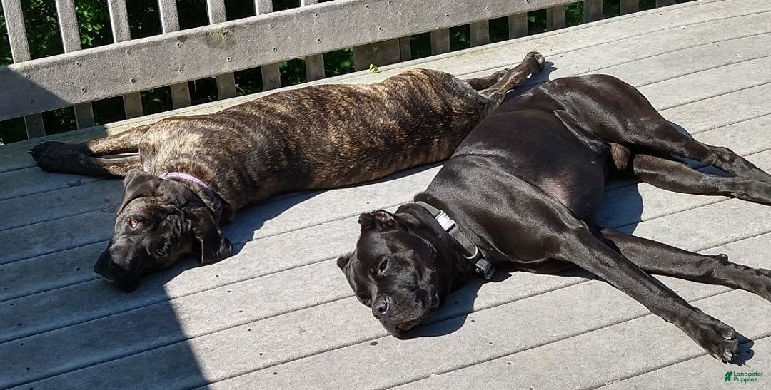 Gallery Image {{count}}