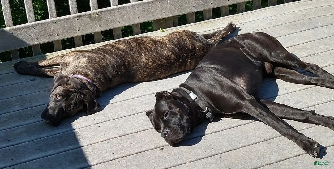 Gallery Image {{count}}