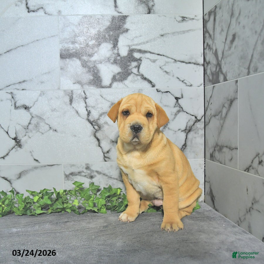 Mini Hippo dogs Carlos - Ad 2