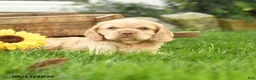 English Cocker Spaniel dogs for sale: Winnie - Ad 4