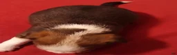 Mixed Breed dogs for sale: Mixed Breed 1 - Ad 2