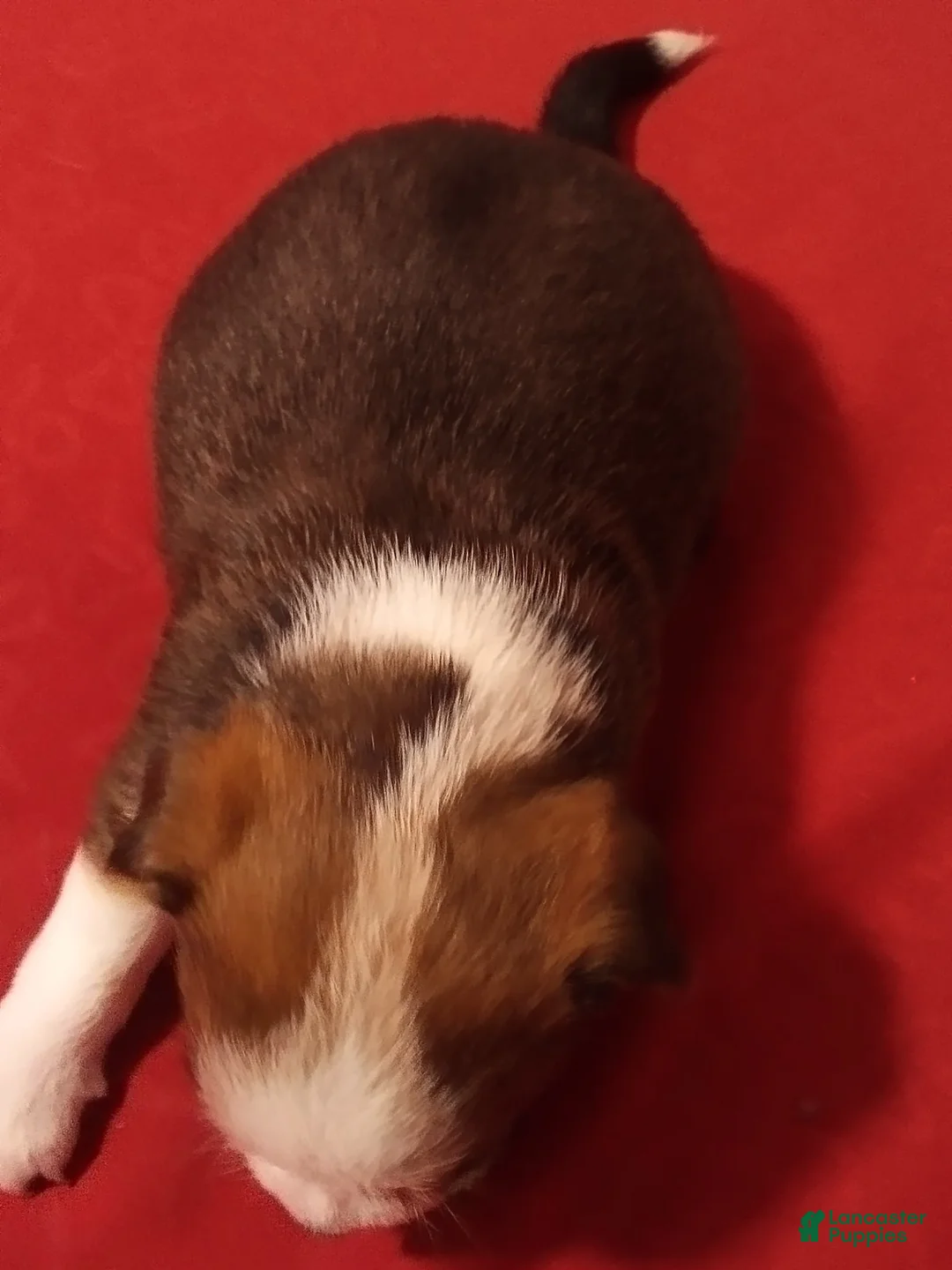 Mixed Breed dogs for sale: Mixed Breed 1 - Ad 2
