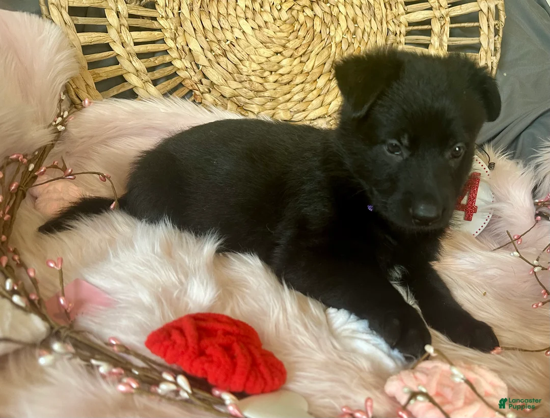 German Shepherd dogs for sale: Violet  - Ad 4