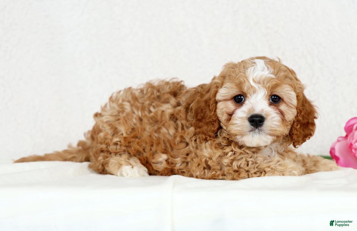 Cavapoo dogs Chloe - Ad 2