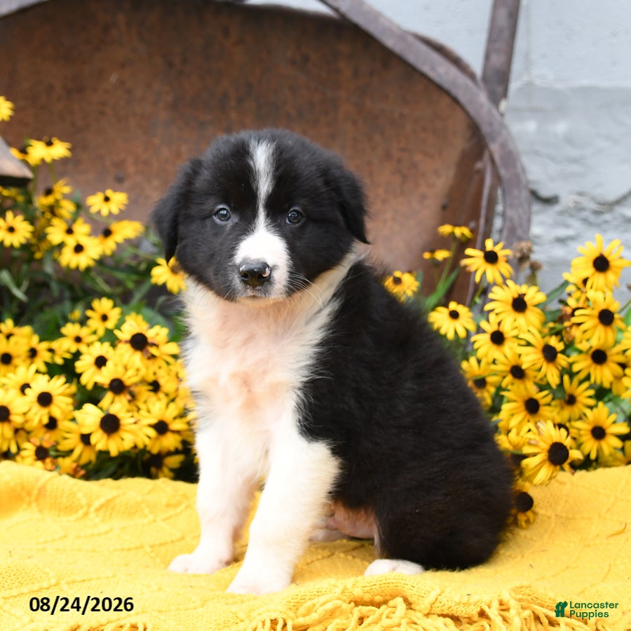 Border Collie dogs Boots - Ad 2