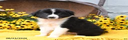 Border Collie dogs for sale: Boots - Ad 2