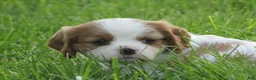 Cavalier King Charles Spaniel dogs for sale: Latte - Ad 5