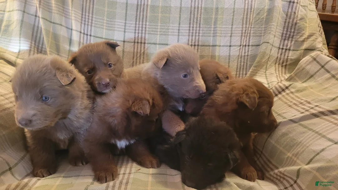 German Shepherd dogs for sale: German Shepherd Puppy 7 - Ad 1