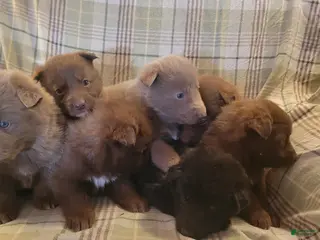 German Shepherd dogs German Shepherd Puppy 7 - Ad 10