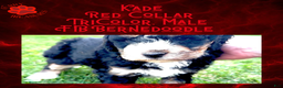 Mini Bernedoodle dogs for sale: Kade “Red Collar” Male - Ad 12