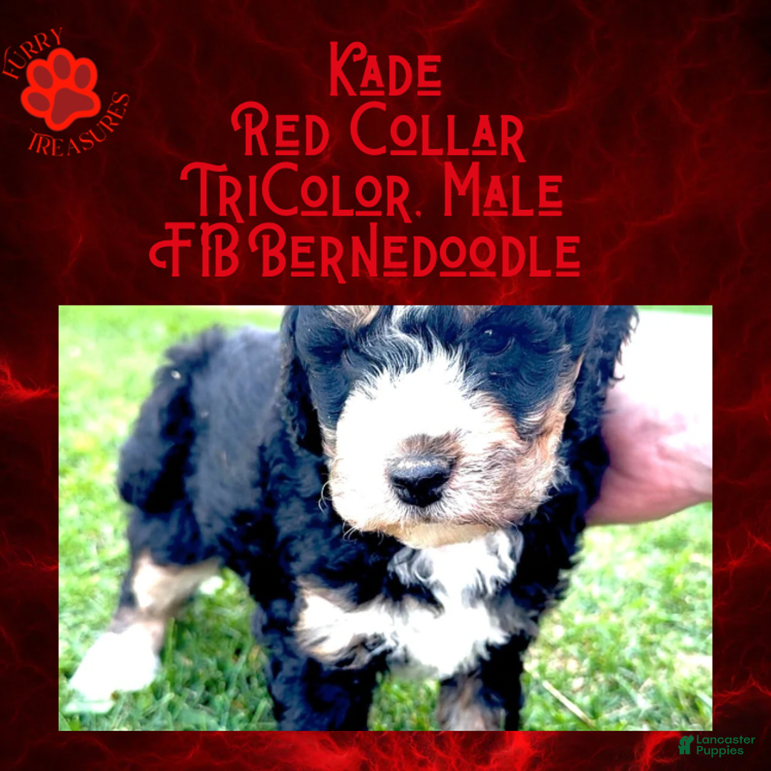 Mini Bernedoodle dogs for sale: Kade “Red Collar” Male - Ad 12