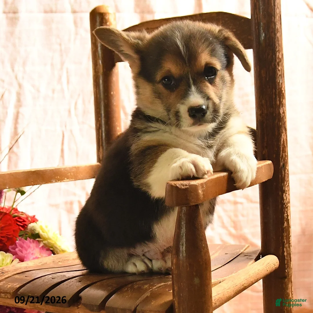 Welsh Corgi Pembroke dogs for sale: Pebbles - Ad 2