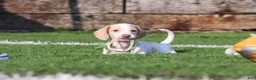 Miniature Dachshund dogs for sale: Jackson - Ad 3