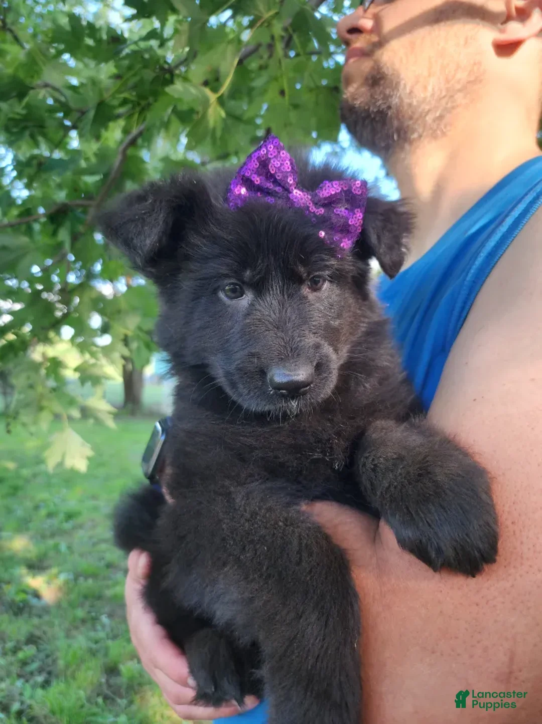 German Shepherd dogs for sale: Grape - Ad 1