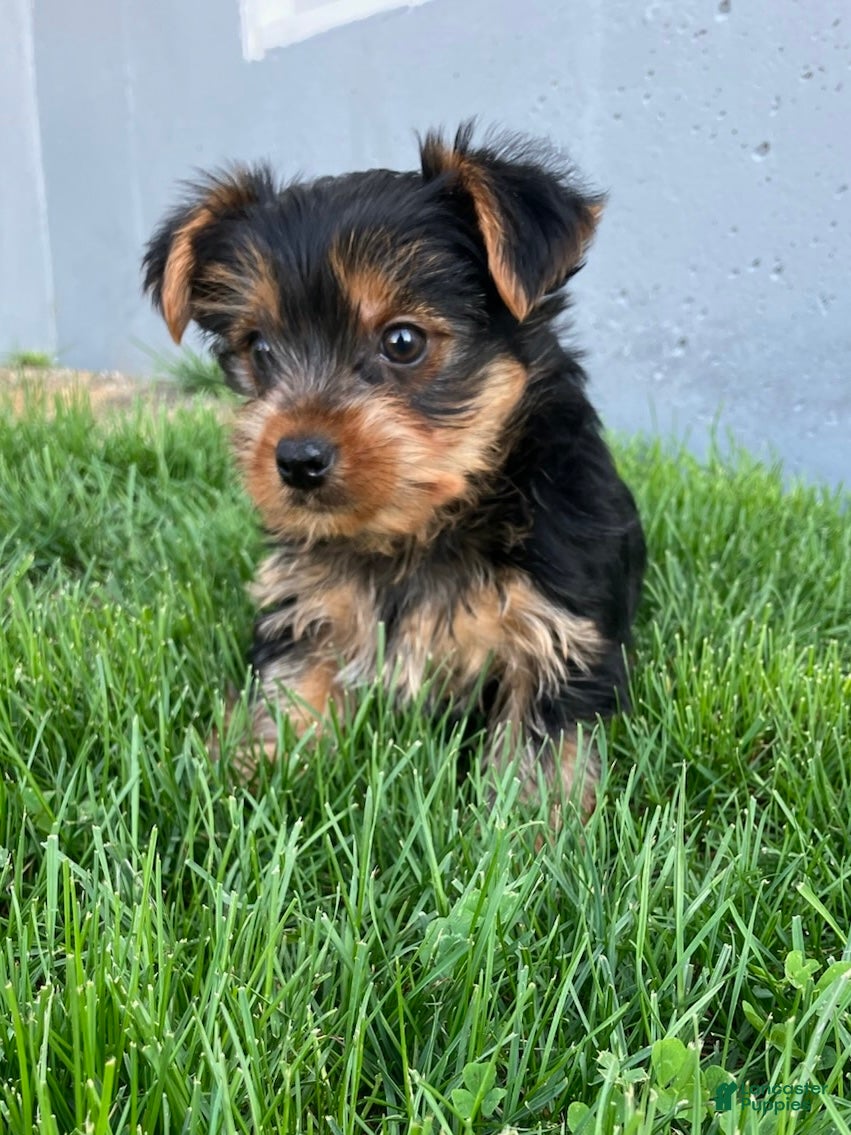 Yorkshire Terrier dogs Finley - Ad 2