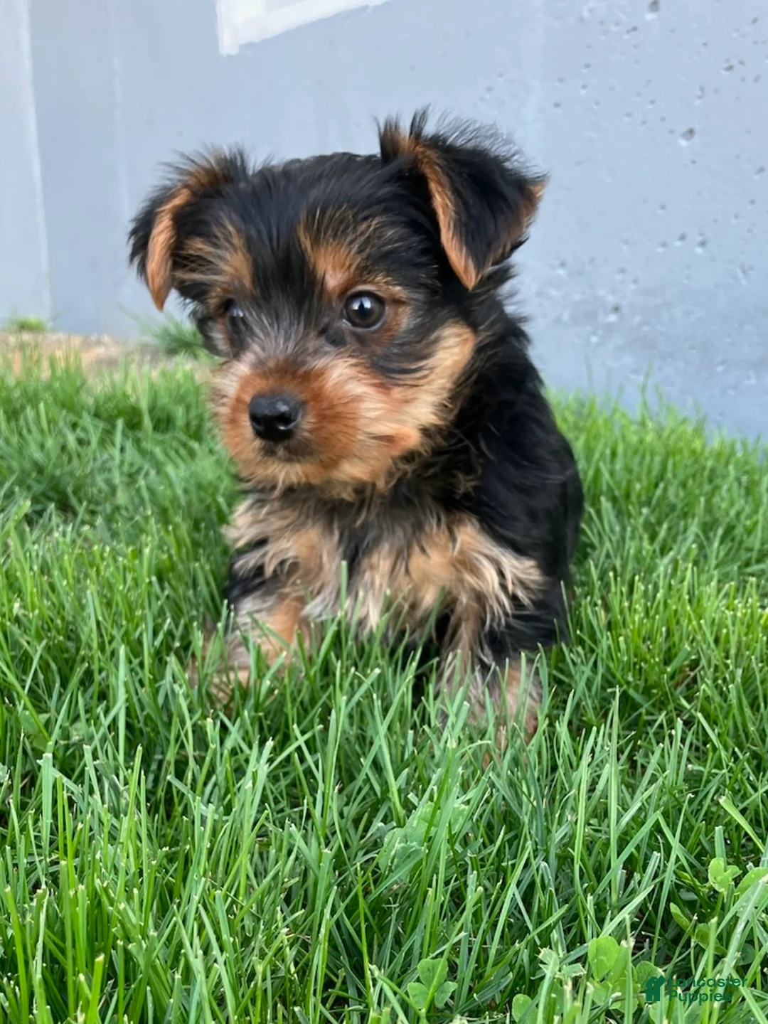 Yorkshire Terrier dogs for sale: Finley - Ad 2
