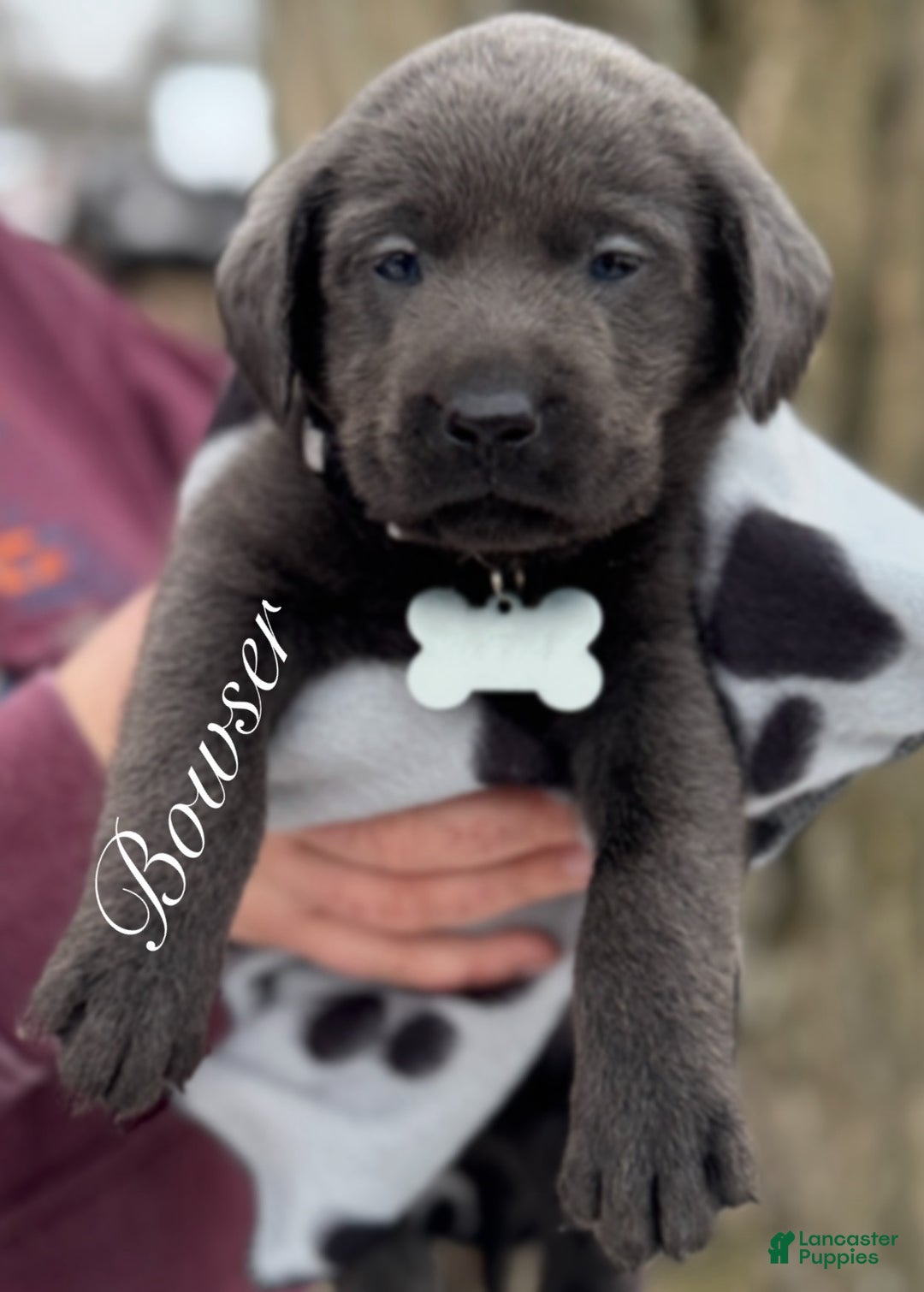 Labrador Retriever dogs for sale: Labrador Retriever Puppy 1 - Ad 3