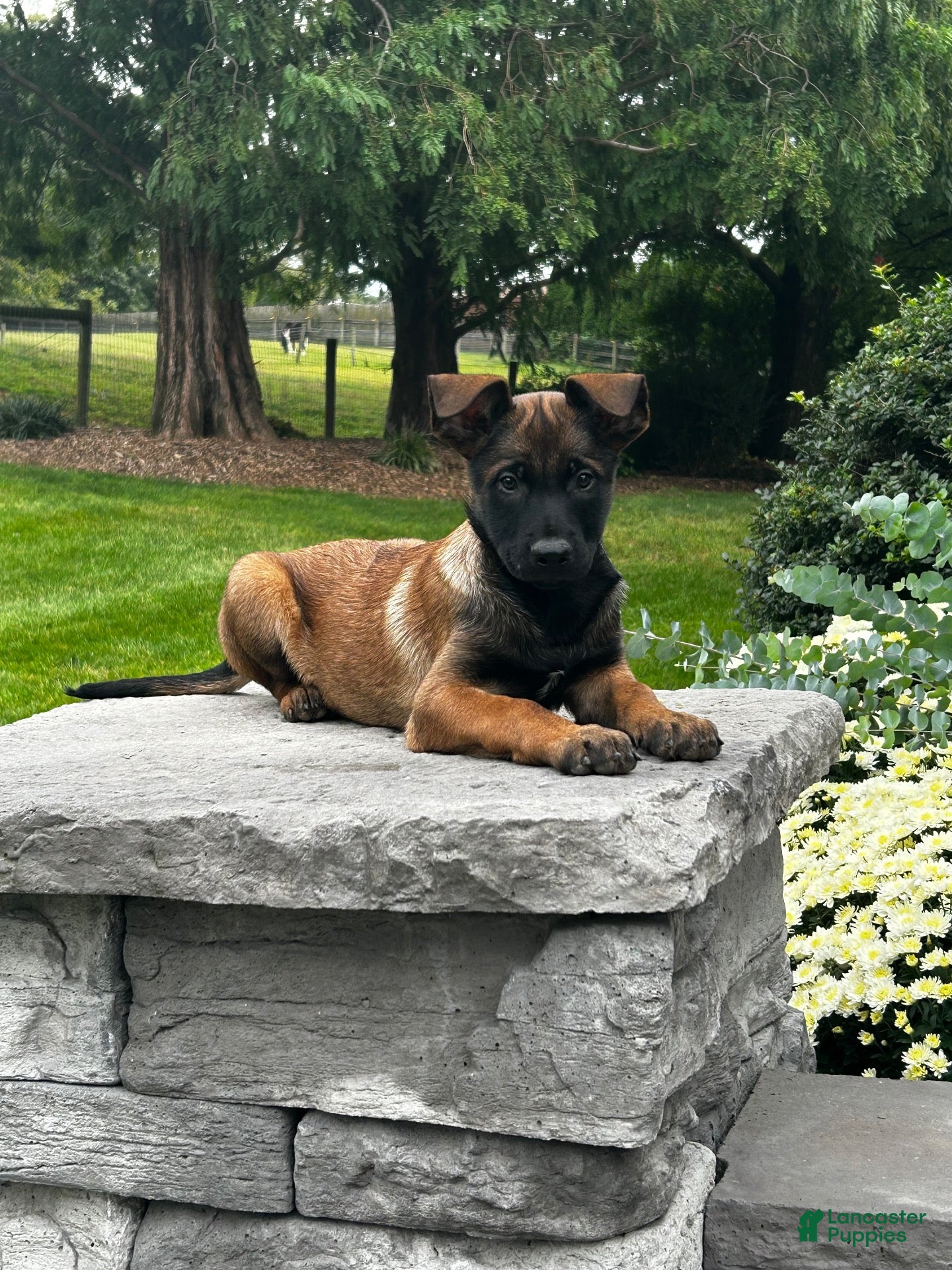 Belgian Malinois dogs for sale: Colt - Ad 2