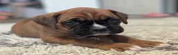 Boxer dogs for sale: Blazer - Ad 2