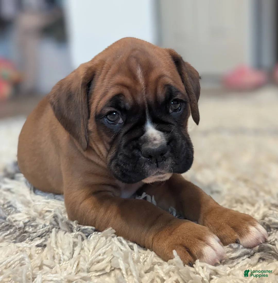 Boxer dogs for sale: Blazer - Ad 2