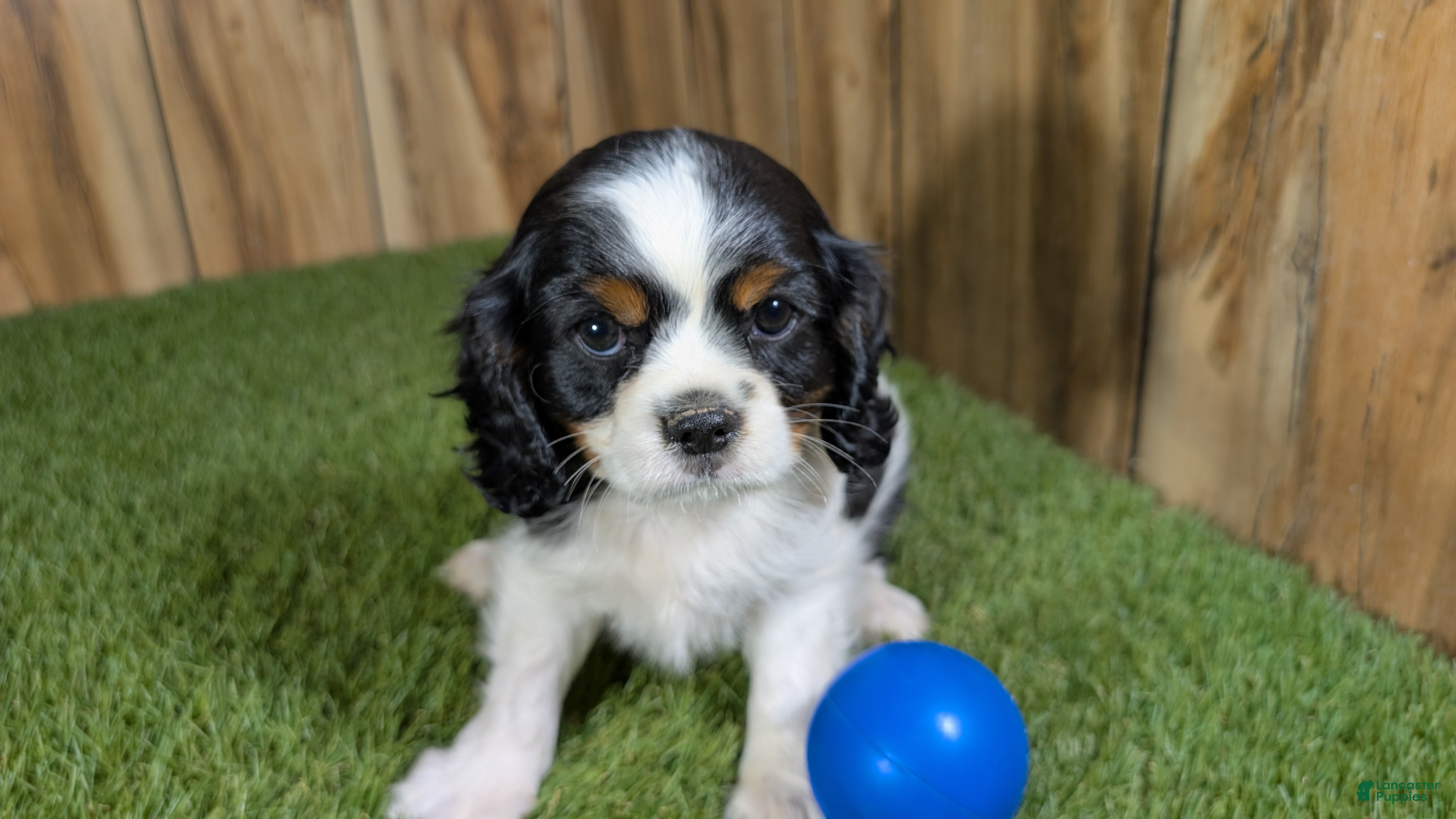 Cavalier King Charles Spaniel dogs Gracie Boy 1 - Ad 1